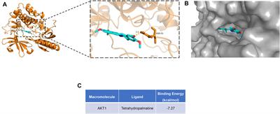 Uncovering the Effect and Mechanism of Rhizoma Corydalis on Myocardial Infarction Through an Integrated Network Pharmacology Approach and Experimental Verification